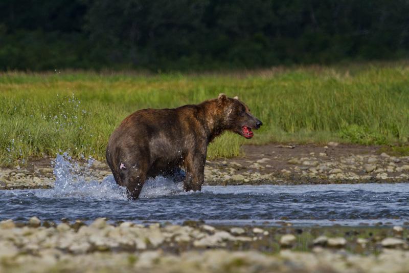 Grizzly Bear Chasing Salmon